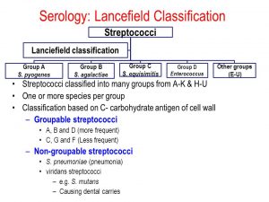 Classification of Streptococcus - Online Biology Notes