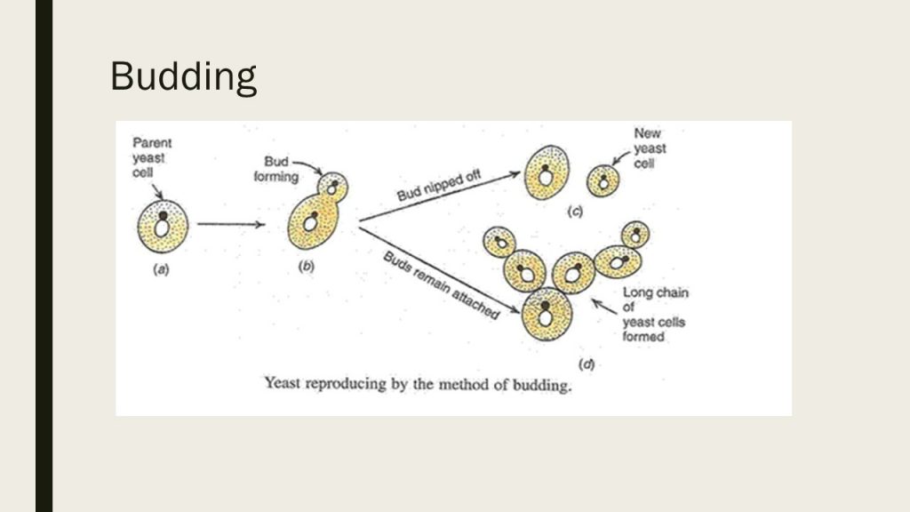 Yeast Morphology And Life Cycle Online Biology Notes 