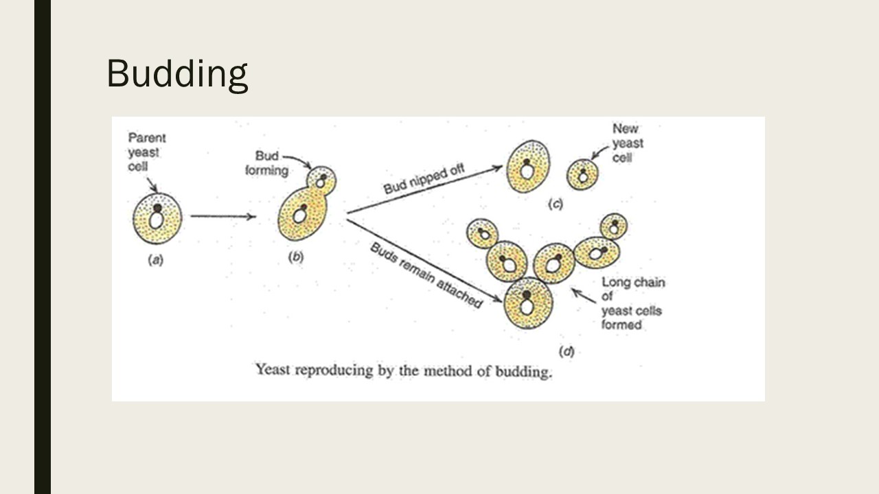 yeast diagram