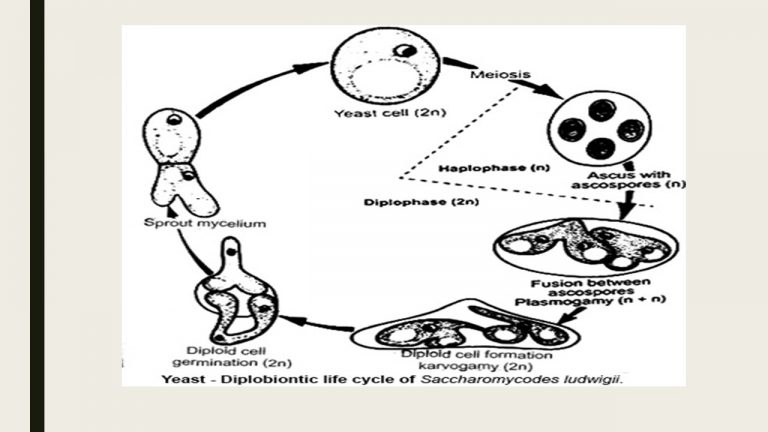 Yeast Morphology And Life Cycle Online Biology Notes