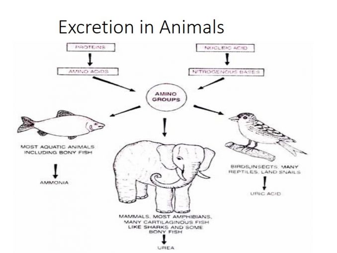 Online Biology Notes - Page 46 of 58 - A Complete notes for Students