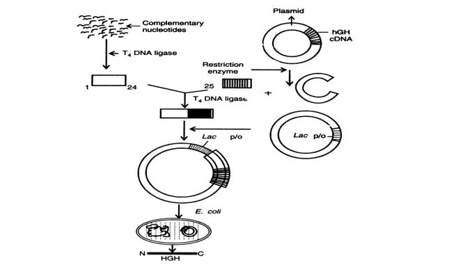 Production Of Human Growth Hormone Hgh By Recombinant Dna Technology Online Biology Notes
