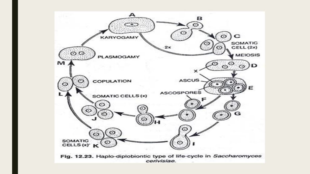 Yeast: Morphology And Life Cycle - Online Biology Notes