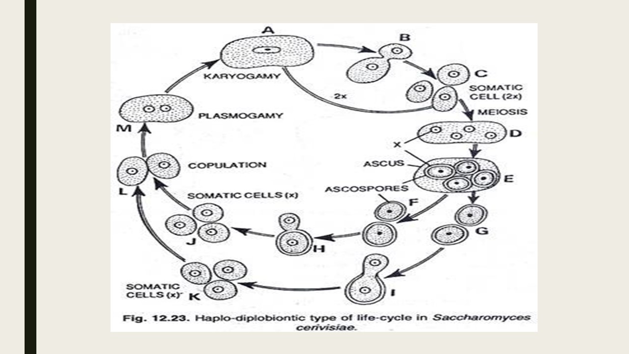 saccharomyces labeled diagram