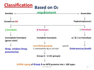 Classification of Streptococcus - Online Biology Notes