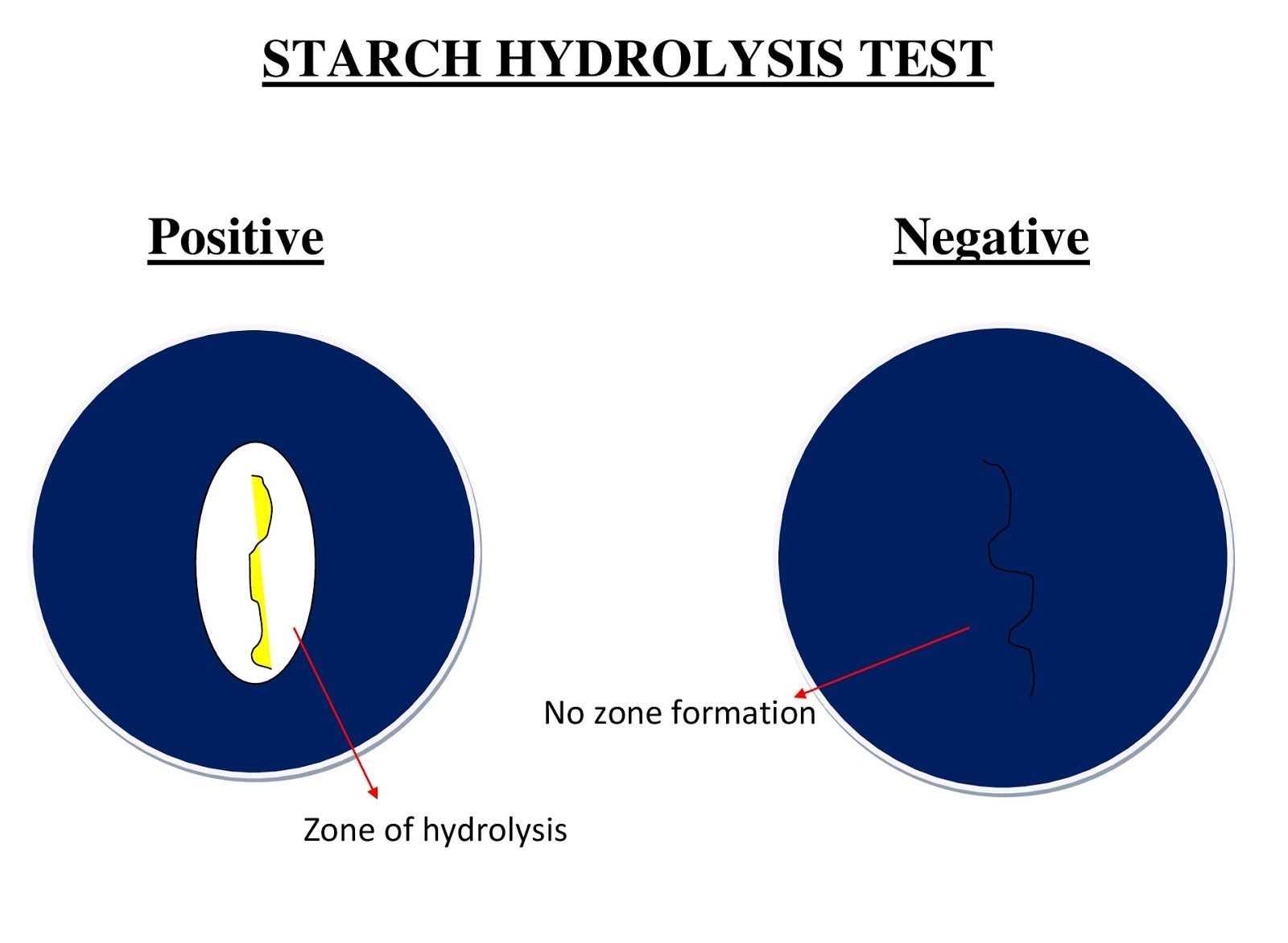 Starch Hydrolysis Test Objectives Introduction Requirements And 