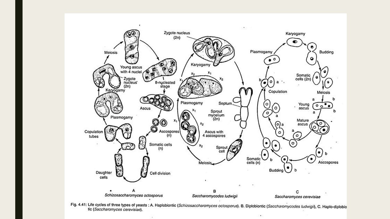Yeast Morphology And Life Cycle Online Biology Notes