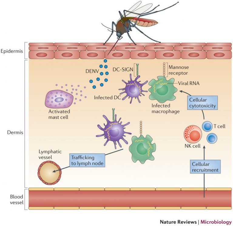 Dengue Pathogenesis Clinical Manifestation Lab Diagnosis And Treatment Online Biology Notes 3116