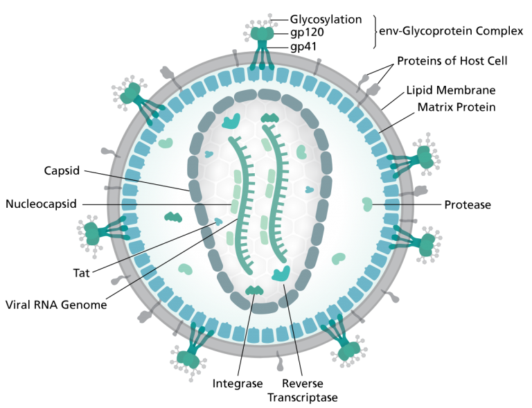 Structure, genome and proteins of HIV - Online Biology Notes