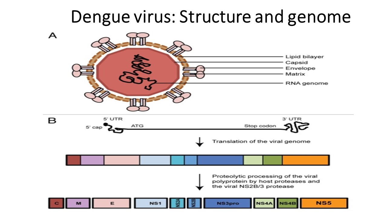 dengue fever virus structure