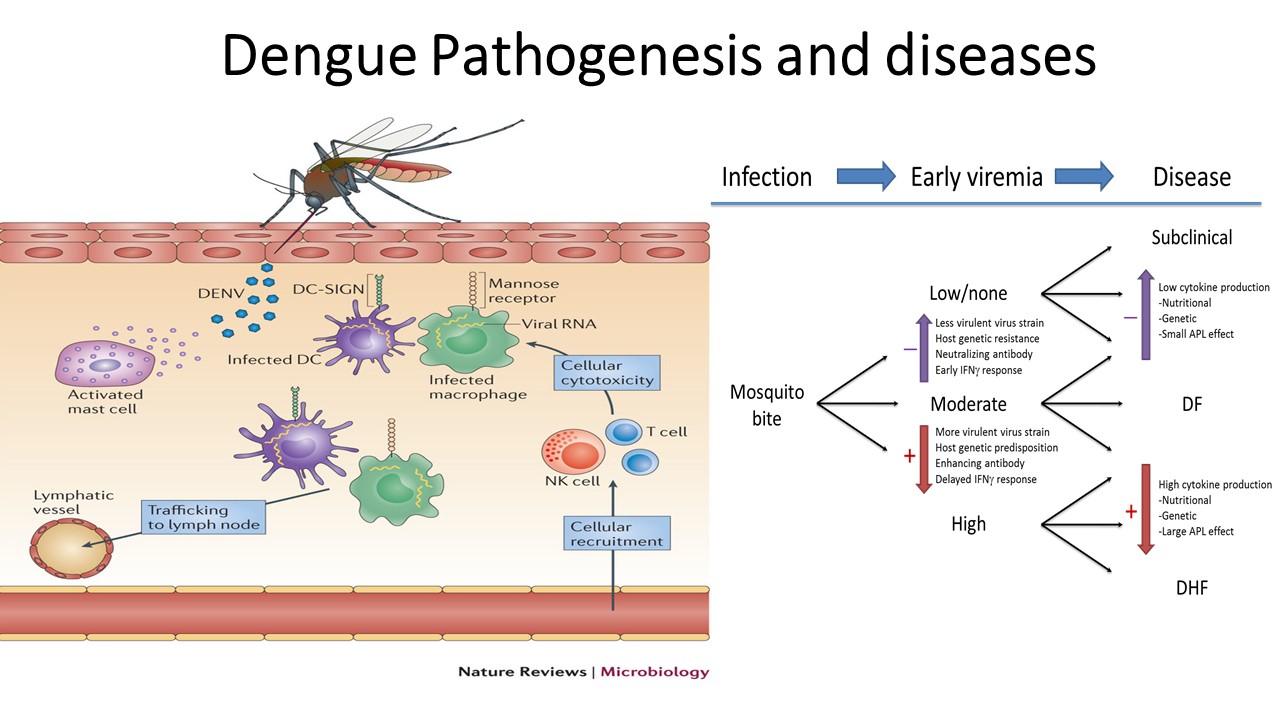 Dengue Pathogenesis Clinical Manifestation Lab Diagnosis And Treatment Online Biology Notes