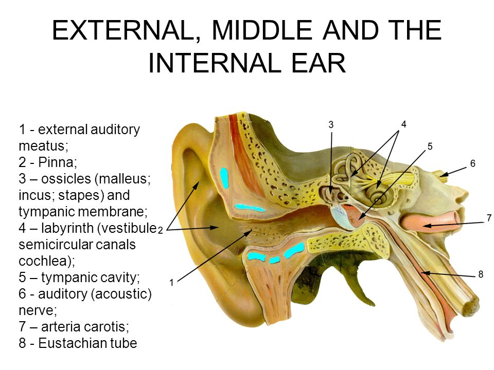 posterior ear anatomy diagram