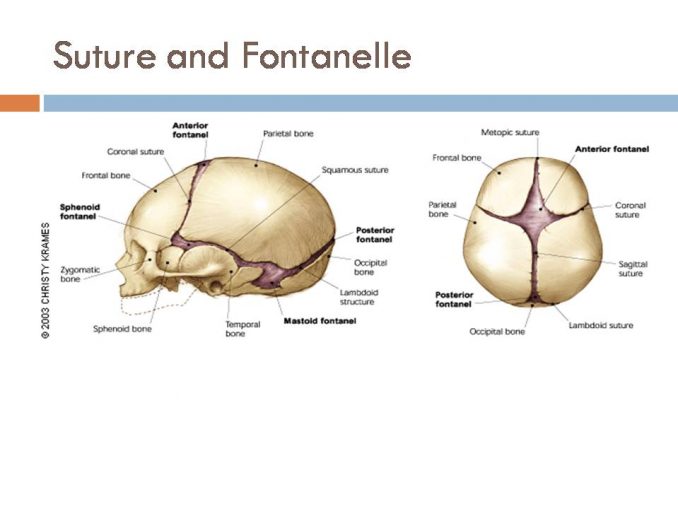 Suture And Fontanelle Online Biology Notes 6989