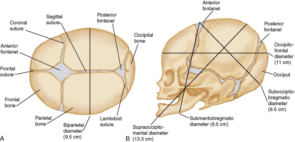 Suture And Fontanelle Online Biology Notes