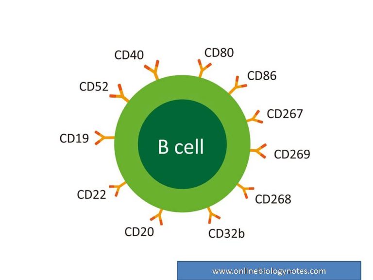 T-lymphocyte: Types And Functions - Online Biology Notes