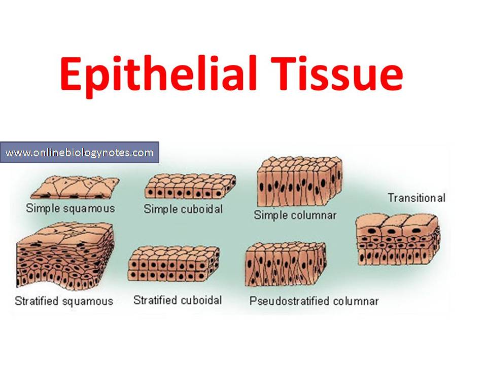 Draw Diagram To Show Different Type Of Epithelial Tissue Free Nude My