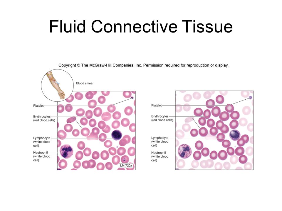 Blood Connective Tissue
