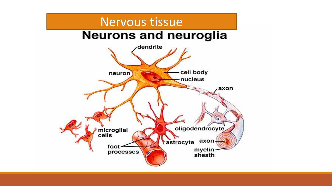 Nervous Tissue Neuron And Neuroglia