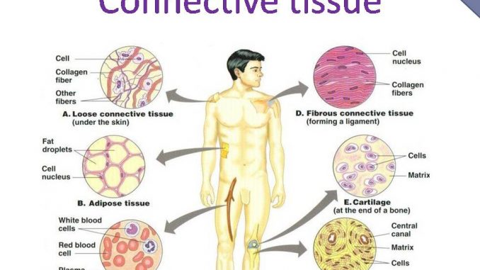 human connective tissue