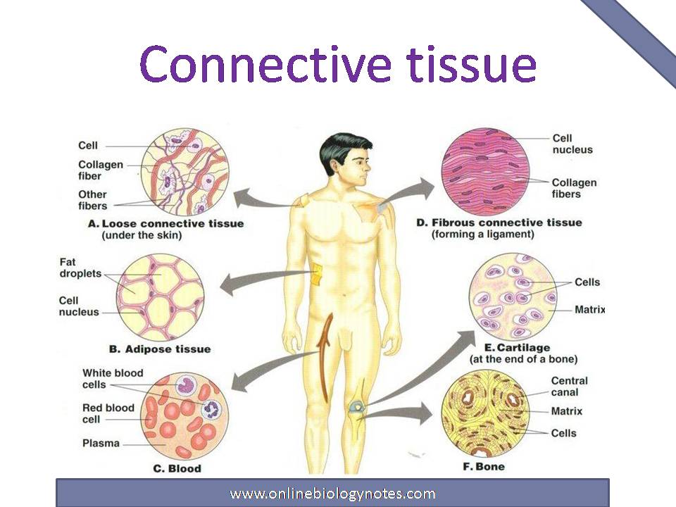 types of connective tissue