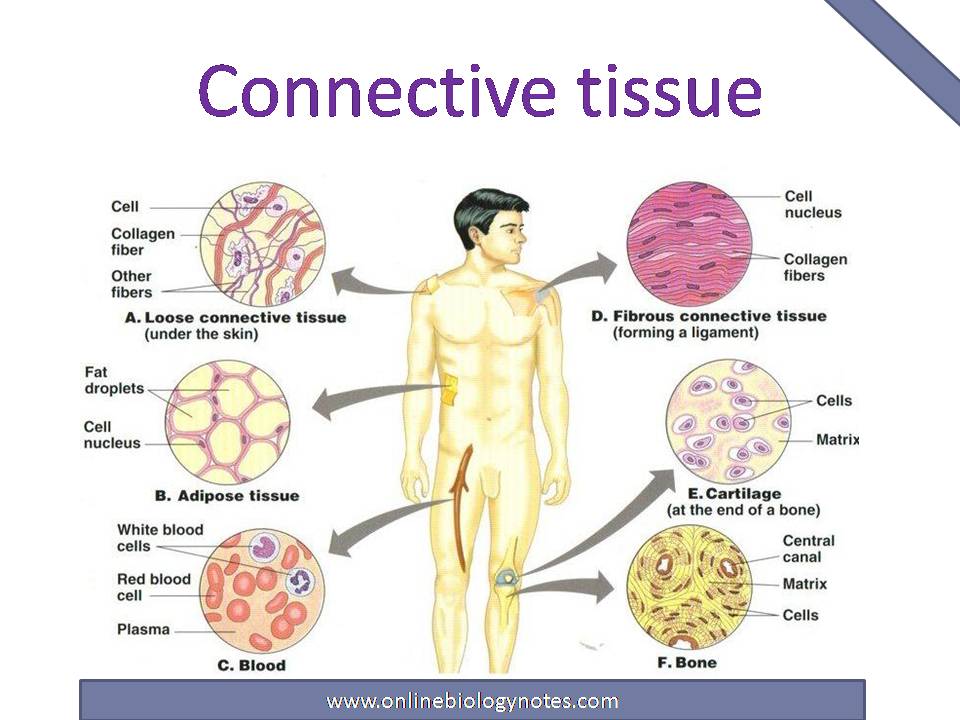 Connective Tissue Characteristics Functions And Types Online 