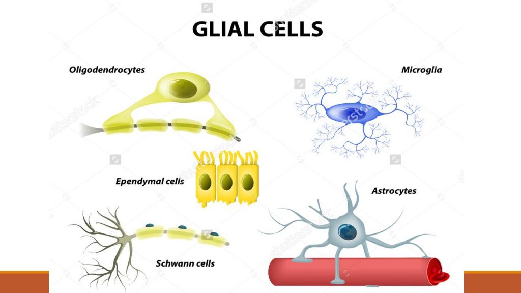 Nervous tissue: Neuron and Neuroglia - Online Biology Notes