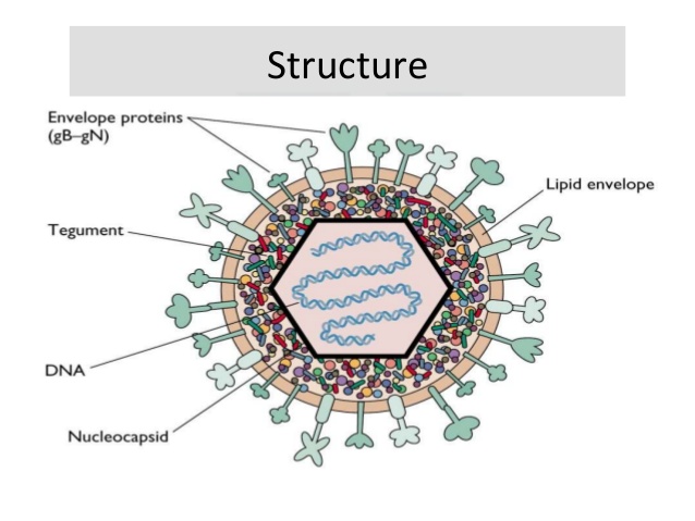 Herpes simplex virus HSV structure and genome mode of 