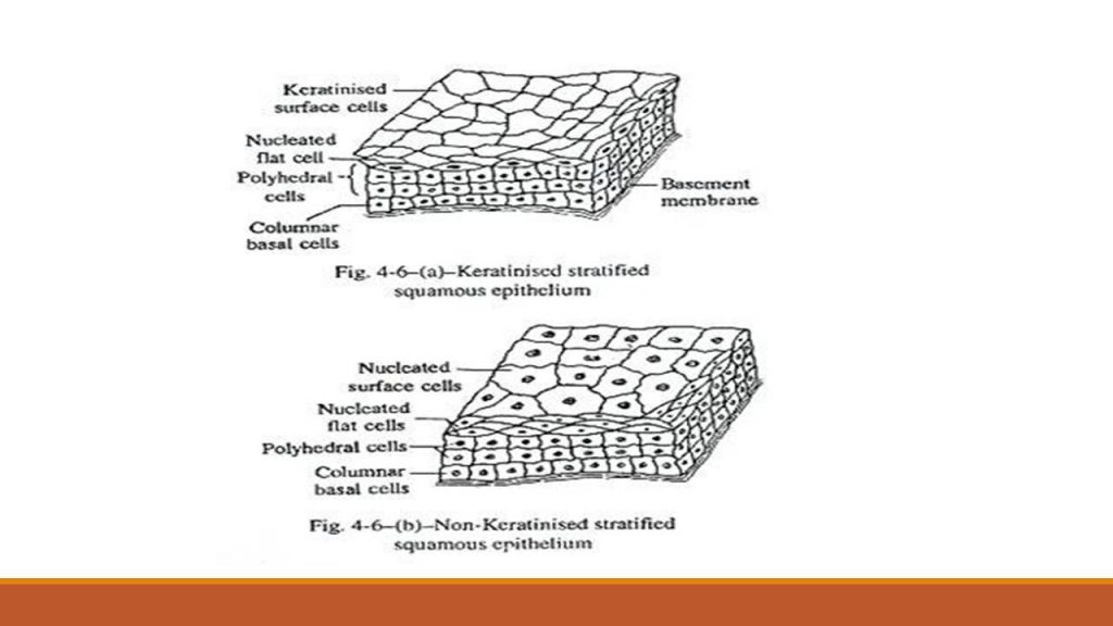 types-of-epithelial-tissue-simple-compound-and-specialized-online