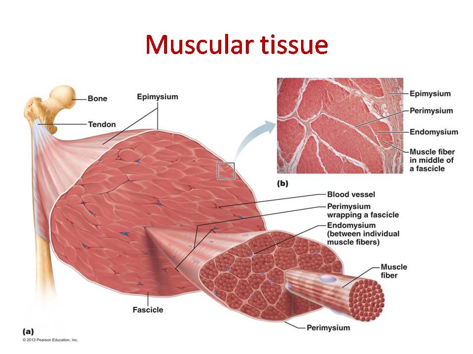 Muscular tissue: skeletal, smooth and cardiac muscle ...