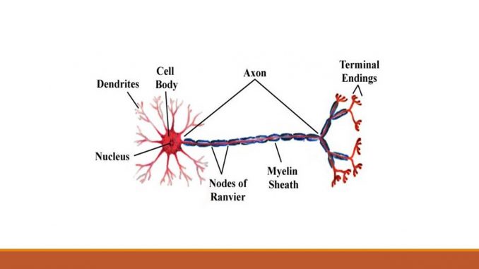 Nervous tissue: Neuron and Neuroglia - Online Biology Notes