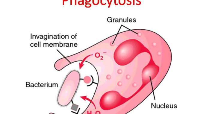 Phagocytosis Or Phagocytic Barrier Of Immune System Online Biology Notes