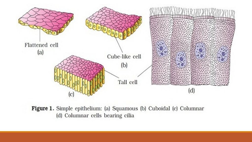 Types Of Epithelial Tissue Simple Compound And Specialized Online