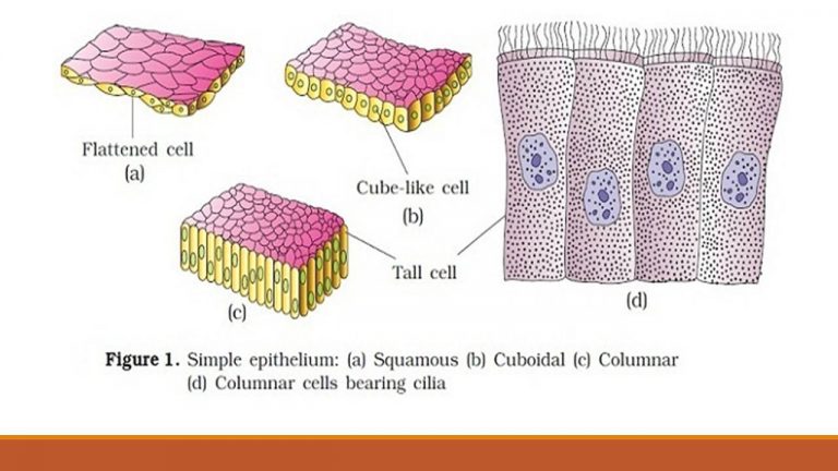 Types Of Epithelial Tissue: Simple, Compound And Specialized - Online ...