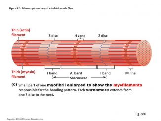 Muscular tissue: skeletal, smooth and cardiac muscle - Online Biology Notes