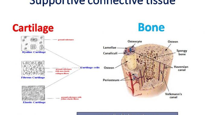 labeled bone connective tissue