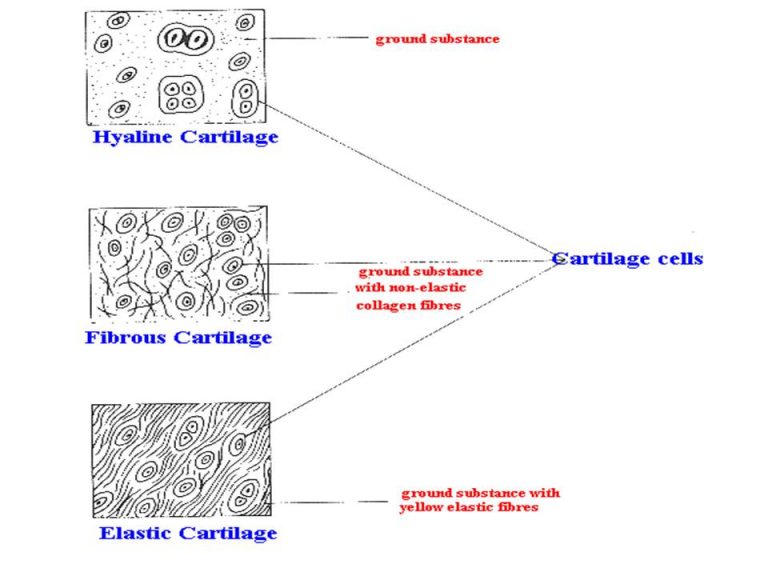 Supportive connective tissue: Cartilage and Bone - Online Biology Notes