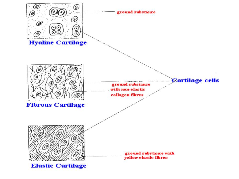 Connective Tissue Diagram