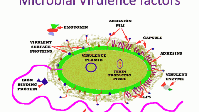 Virulence factors of bacteria/microbial virulence factors