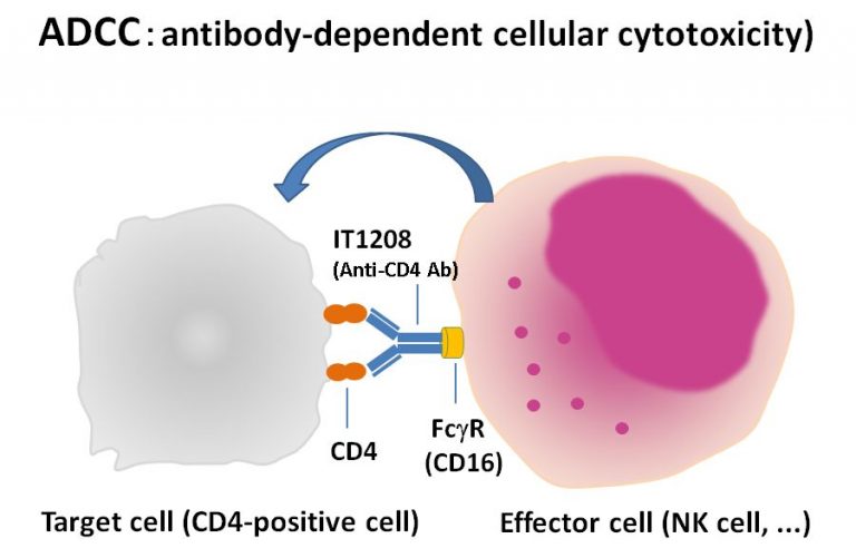 Type II hypersensitivity reaction: Mechanism and examples - Online ...