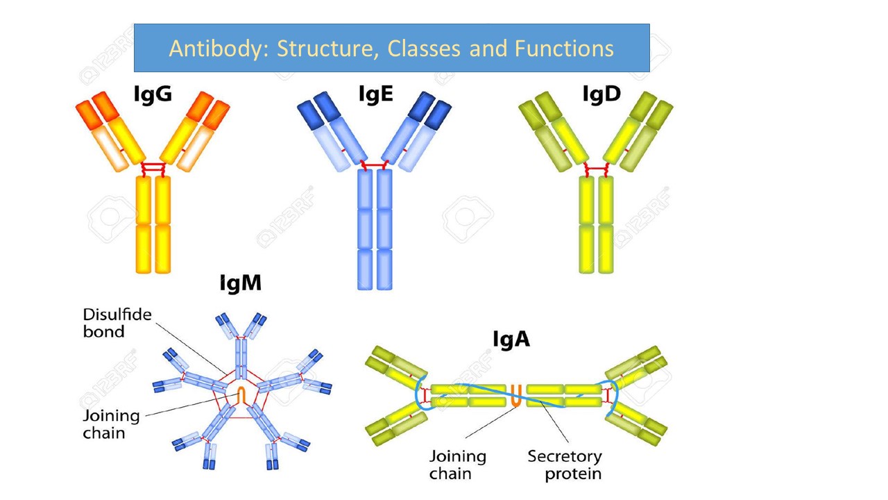 geschiedenis breuk Op de loer liggen Antibody: Structure, classes and functions - Online Biology Notes