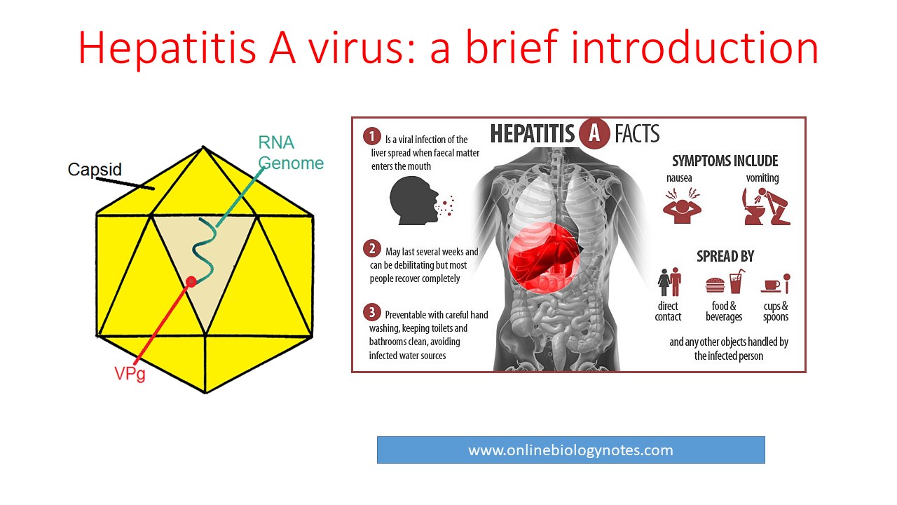 hepatitis a virus