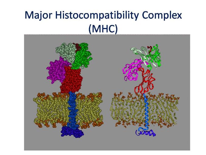 Major Histocompatibility Complex (MHC): Structure, Types And Functions ...