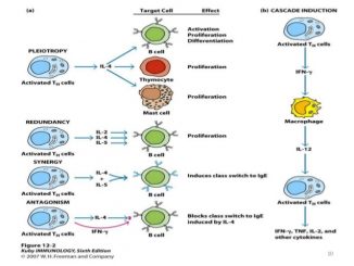 Cytokines: properties and receptors - Online Biology Notes