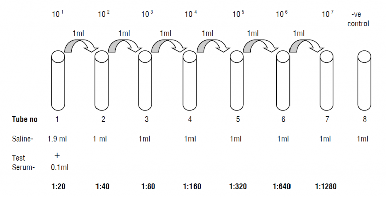 Widal Test: Introduction, Principle, Procedure, Result Interpretation ...