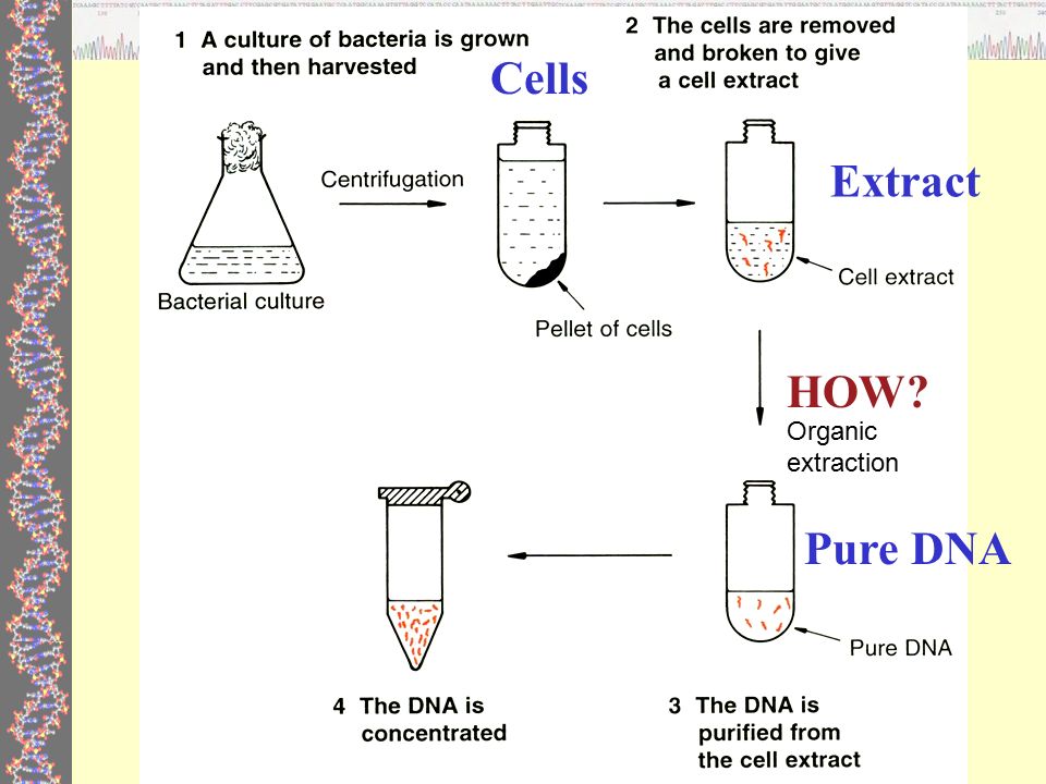 Dna Extraction From E Coli Materials Required And