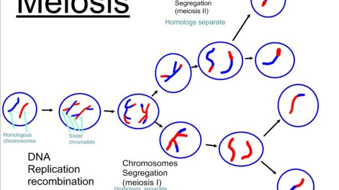 Meiosis Meiotic Cell Division Stages And Significance Online 