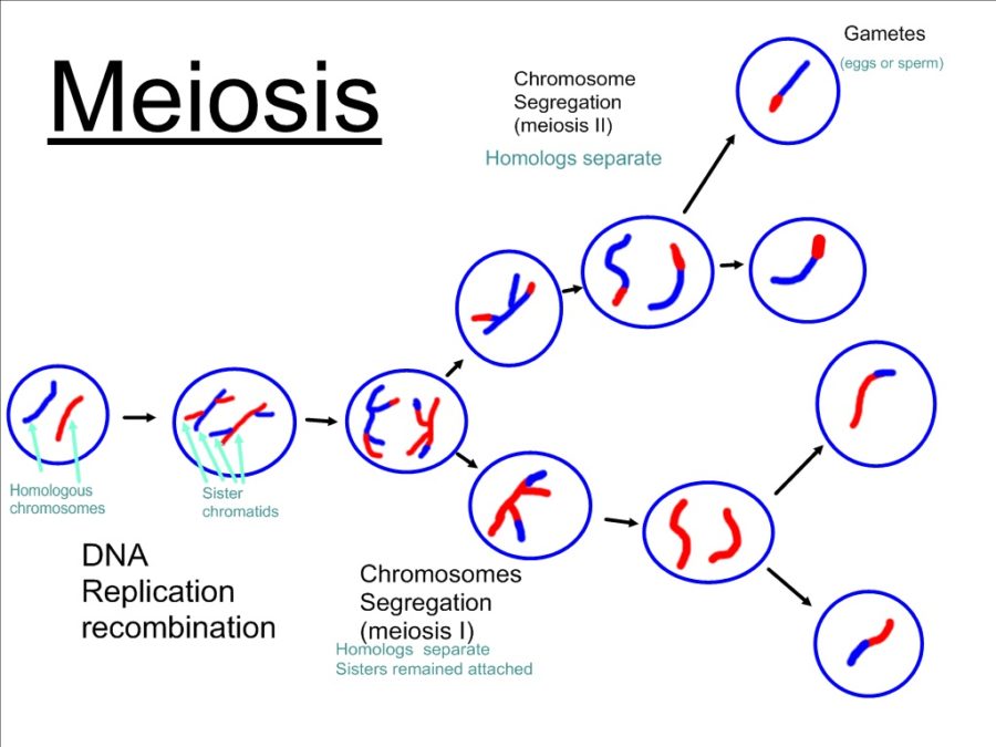 Meiosis Meiotic Cell Division Stages And Significance Online Biology Notes