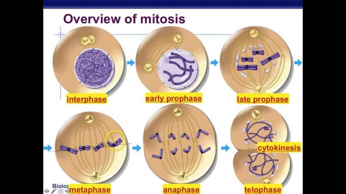 Mitosis: mitotic cell division, stages and significance - Online ...