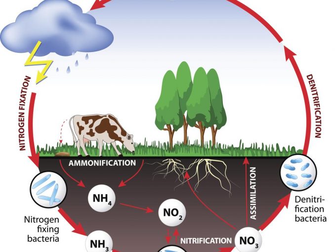 Food chain, trophic levels and flow of energy in ecosystem