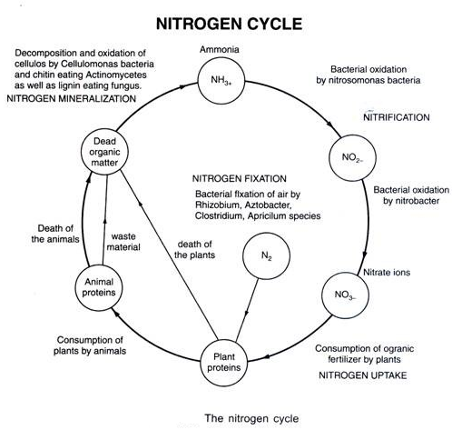 nitrogen cycle diagram for class 8
